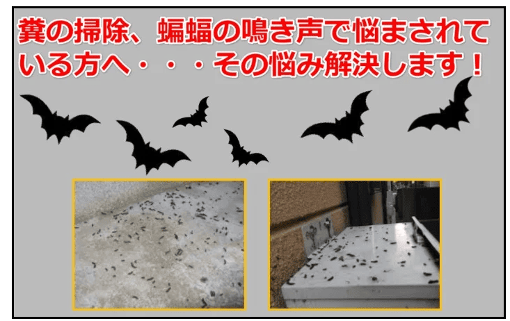 コウモリ対策